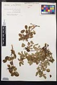 Rosa californica image