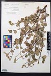 Amelanchier utahensis image