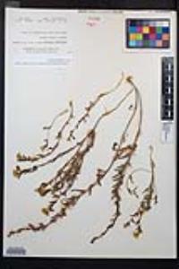 Camissoniopsis bistorta image
