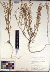 Lepidium virginicum subsp. menziesii image