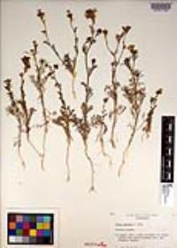 Gilia nevinii image