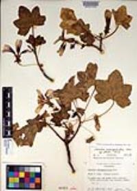 Malva assurgentiflora image