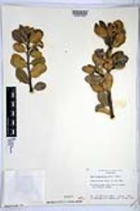 Rhus integrifolia image