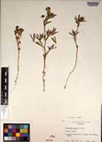 Trifolium palmeri image