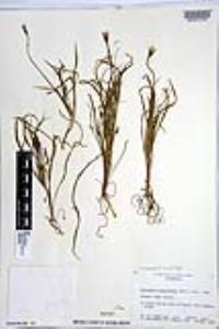 Uropappus lindleyi image