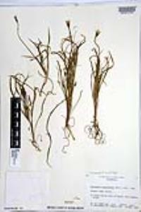 Uropappus lindleyi image