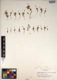 Leptosiphon bicolor image