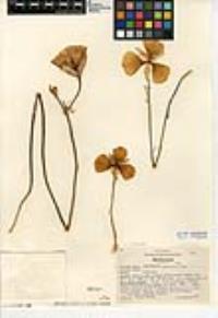 Calochortus concolor image