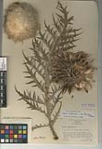 Cynara cardunculus subsp. flavescens image