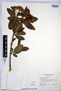 Viburnum cassinoides image