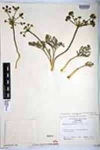 Lomatium mohavense image