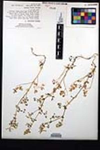 Fumaria capreolata image