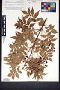 Bursera penicillata image