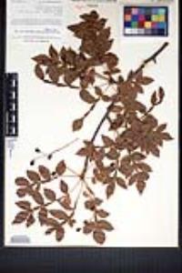 Bursera penicillata image