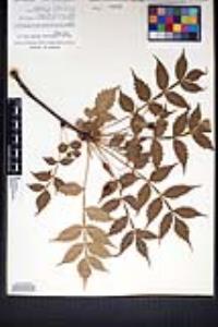 Bursera penicillata image