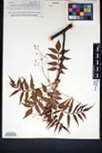 Bursera penicillata image