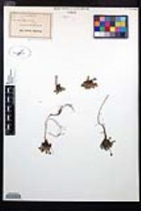 Potentilla robbinsiana image