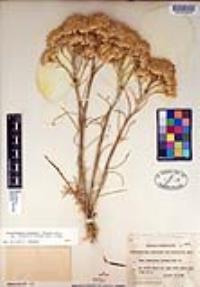Ericameria nauseosa var. oreophila image