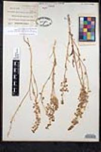 Thysanocarpus curvipes image