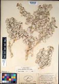 Atriplex hymenelytra image
