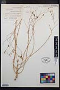 Epilobium brachycarpum image