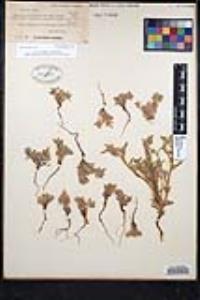 Sonnea hispida image
