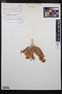 Eremothera boothii var. condensata image