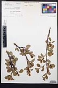 Amelanchier alnifolia image