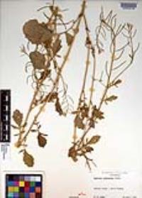 Barbarea orthoceras image