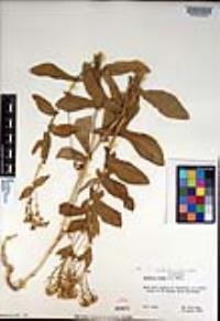 Lepidium draba image