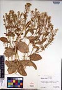 Lepidium draba image