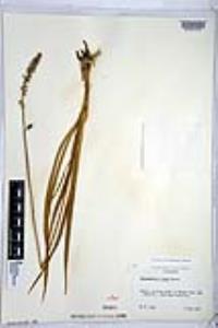 Hastingsia alba image