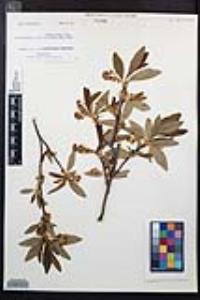Oemleria cerasiformis image