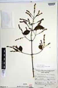 Cordia spinescens image