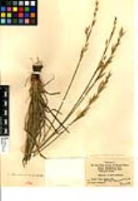 Bromus carinatus image