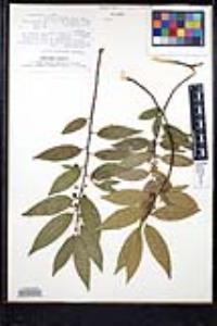 Rhamnus mucronata image