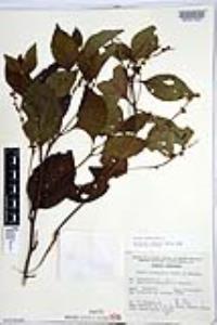 Cordia spinescens image