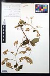 Urvillea ulmacea image