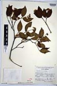 Viburnum elatum image