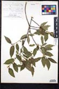 Rhamnus mucronata image