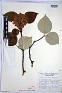 Viburnum microcarpum image