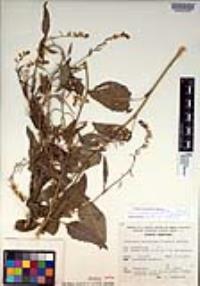 Chaunanthus petiolatus image