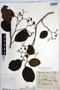 Cordia salvadorensis image