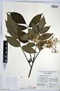 Sambucus cerulea image