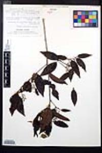 Prunus tetradenia image