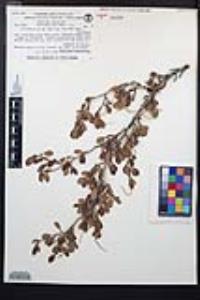 Cercocarpus montanus image