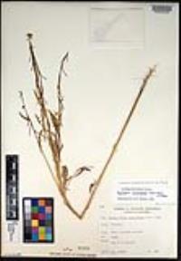 Caulanthus lasiophyllus image