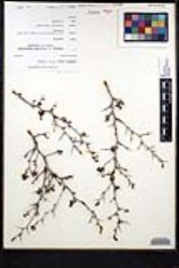 Ziziphus parryi image