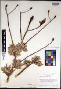 Romneya trichocalyx image