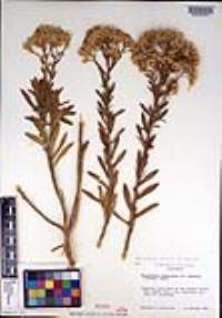 Ericameria parishii image